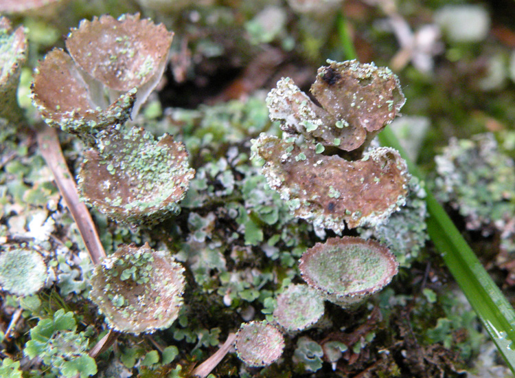 Cladonia sp su roccia silicea